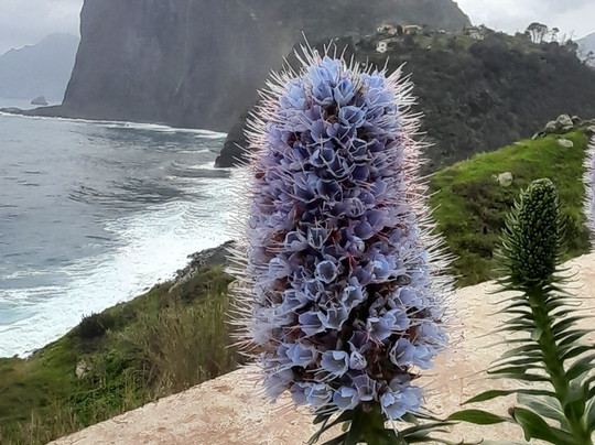 Madeira Electric Tours-沙尔必去景点
