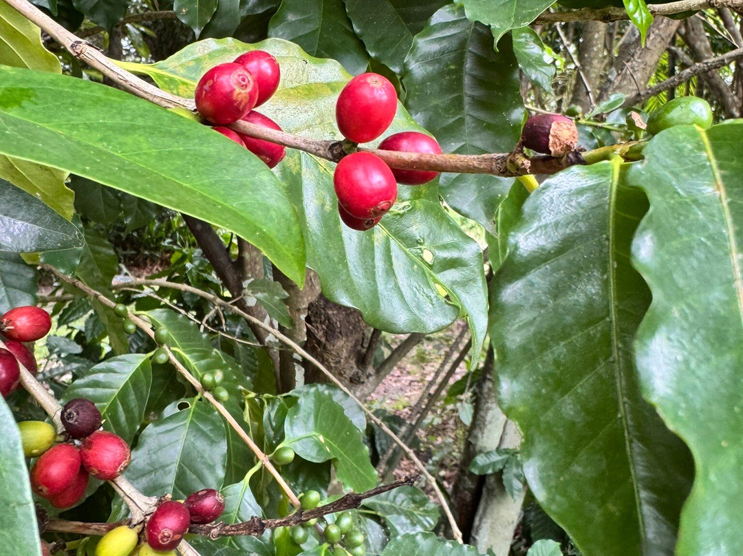 Jaques Coffee Plantation-马里巴必去景点