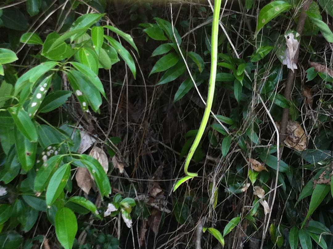 Sinharaja Rainforest Tour-Deniyaya必去景点
