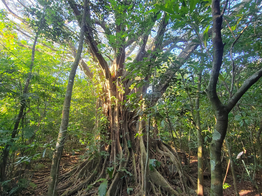 Ecological Sanctuary景点图片
