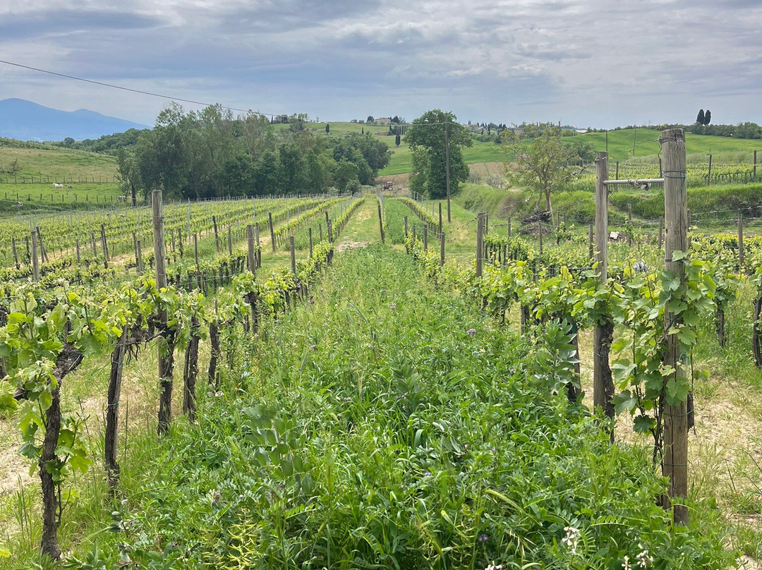 Lignanello Azienda Agricola-皮恩扎必去景点