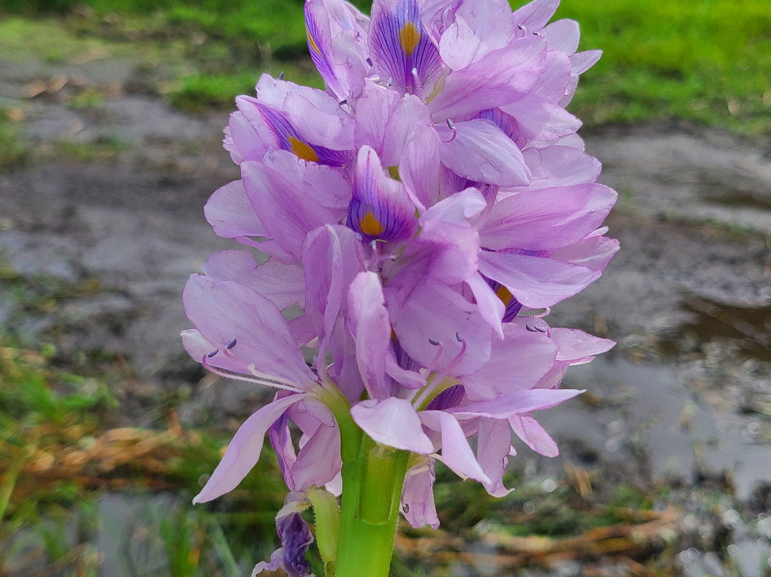 Alligator's Unlimited  Airboat Nature Tours-莱克威尔士必去景点