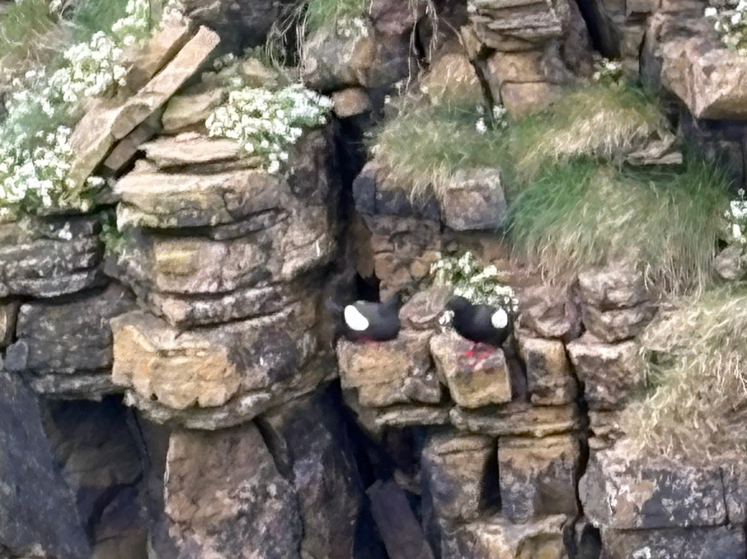 Wild Orkney Walks-Stromness必去景点