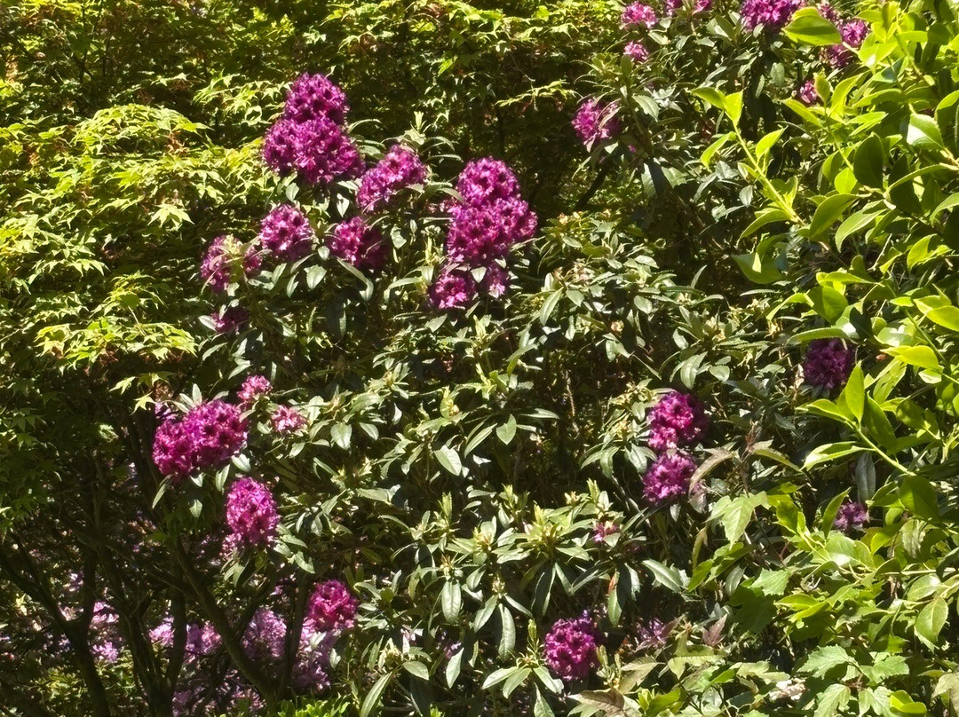 Hoveton Hall Gardens-诺威奇必去景点