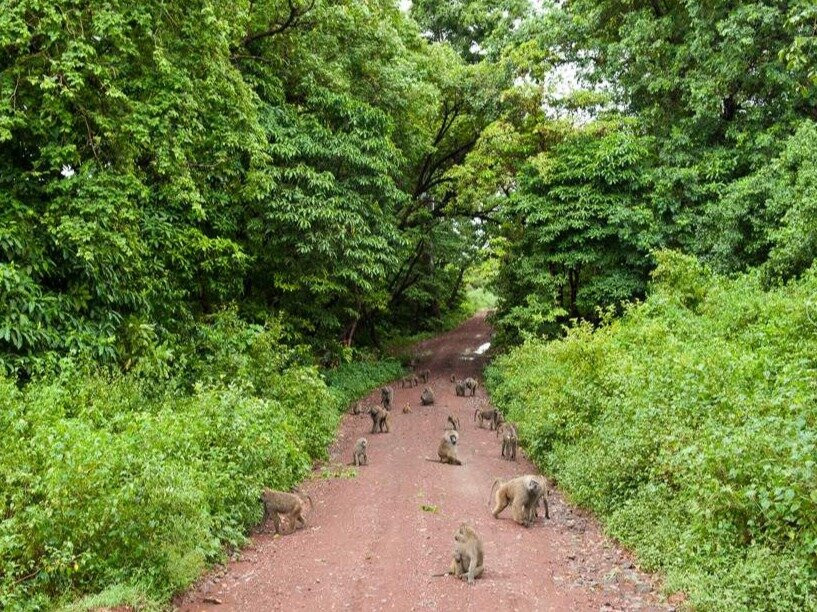 Great Lakes African Wonders