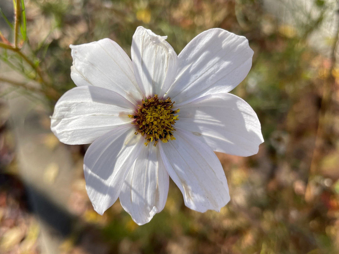 Centennial Park-Cooma必去景点