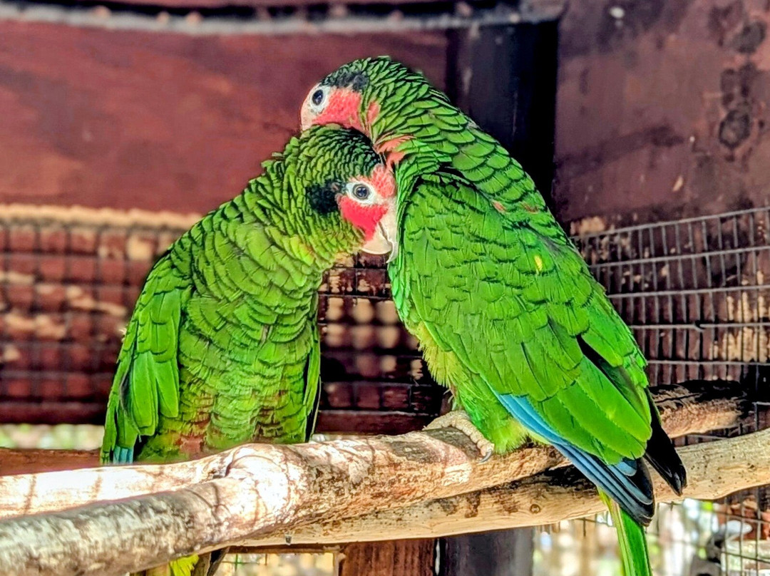 Cayman Parrot Sanctuary-East End必去景点