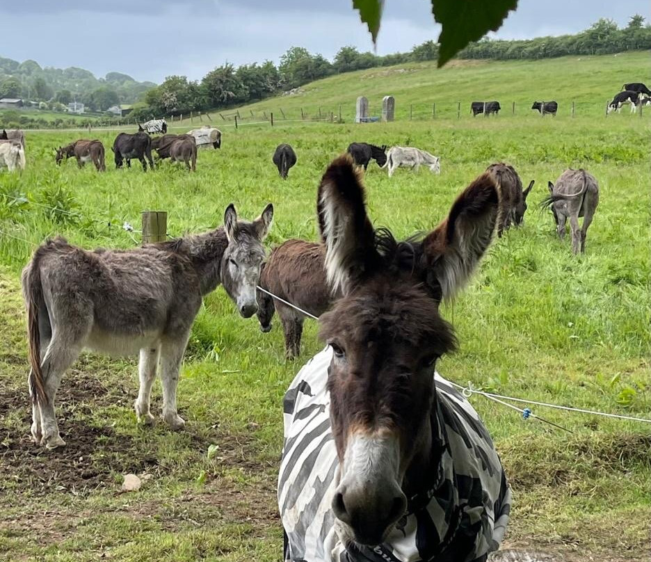 The Donkey Sanctuary-Mallow必去景点