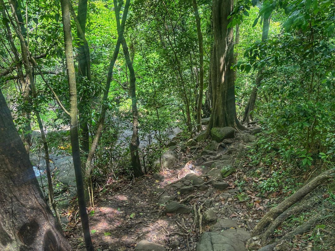 Cascade Le Saut de L'Acomat-Pointe-Noire必去景点