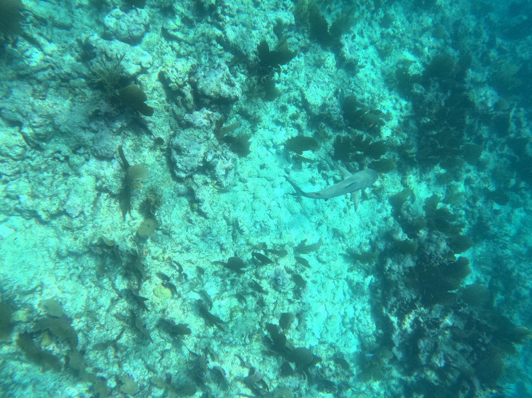 帆鱼潜水-拉哥岛必去景点