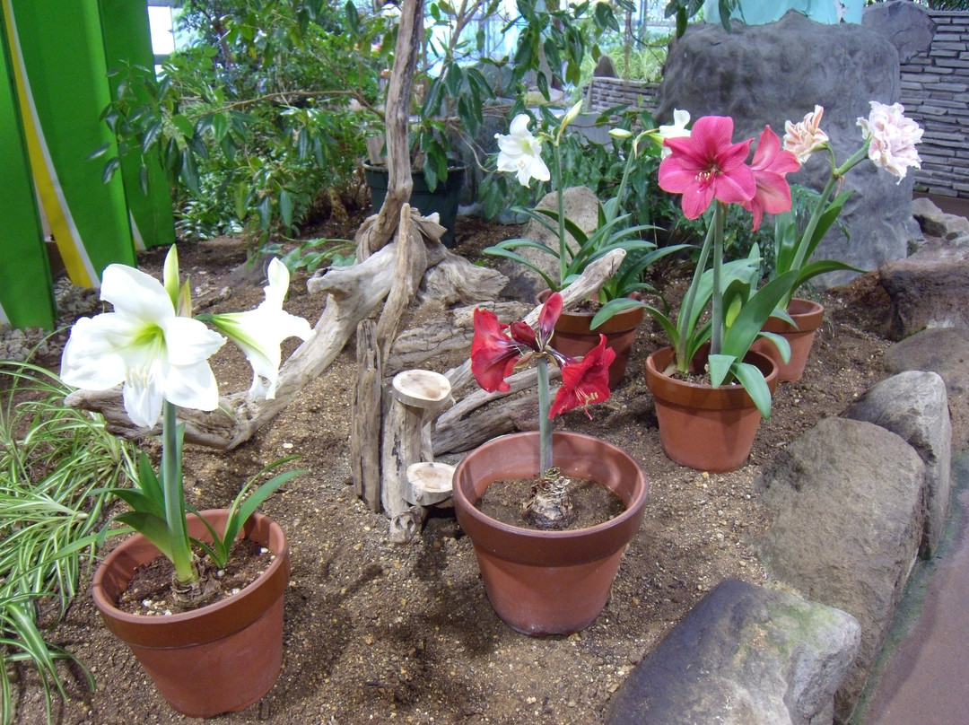 Echizen Suisen no Sato Park景点图片