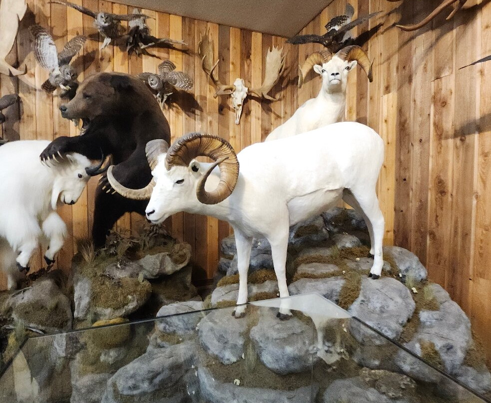 Canadian Wildlife Museum and Gift Shop-弗农必去景点