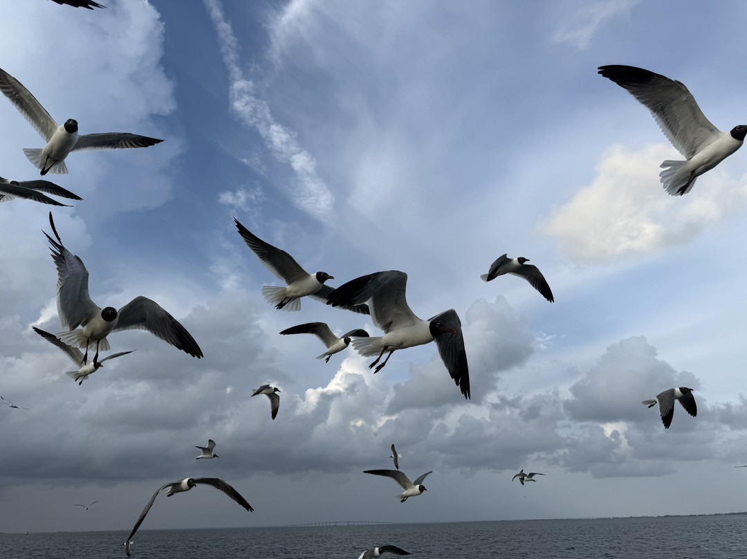Dauphin Island Marina景点图片
