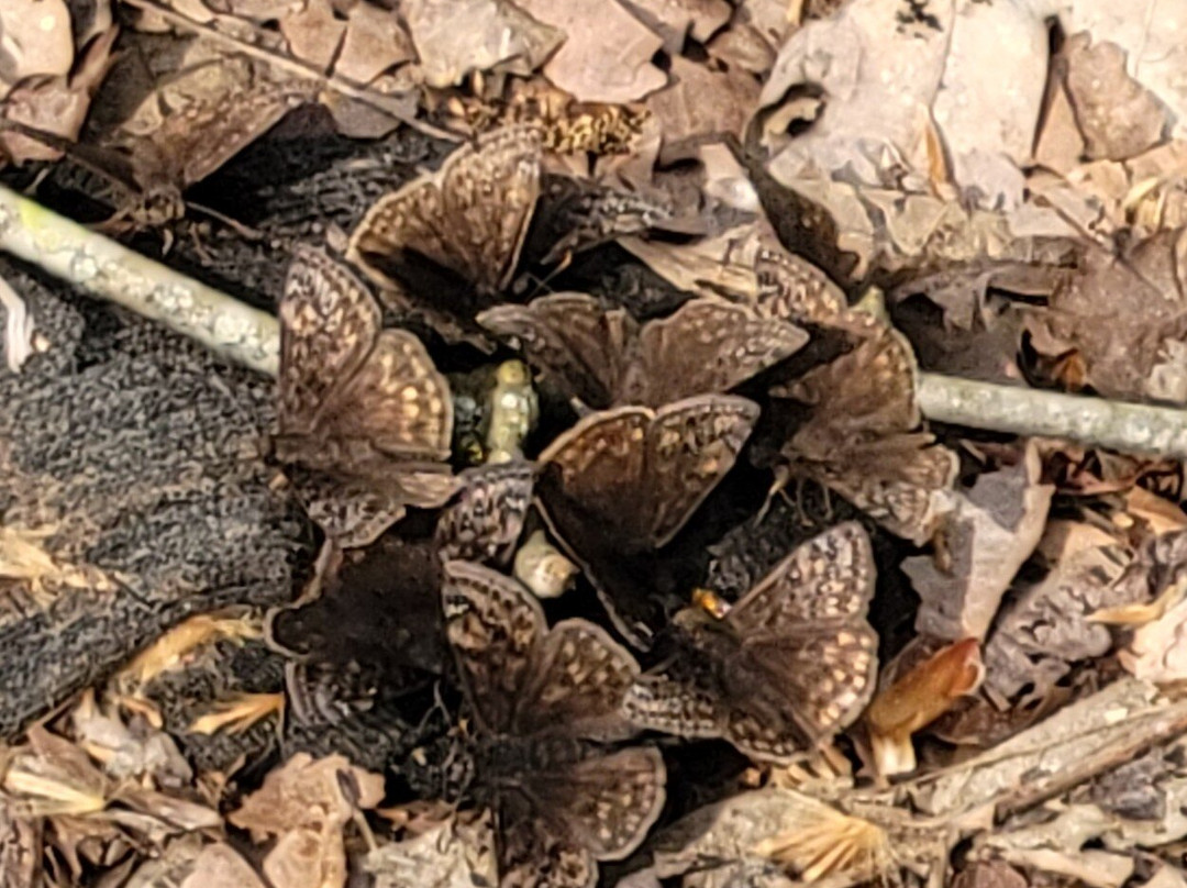 Kanawha State Forest-查尔斯顿必去景点