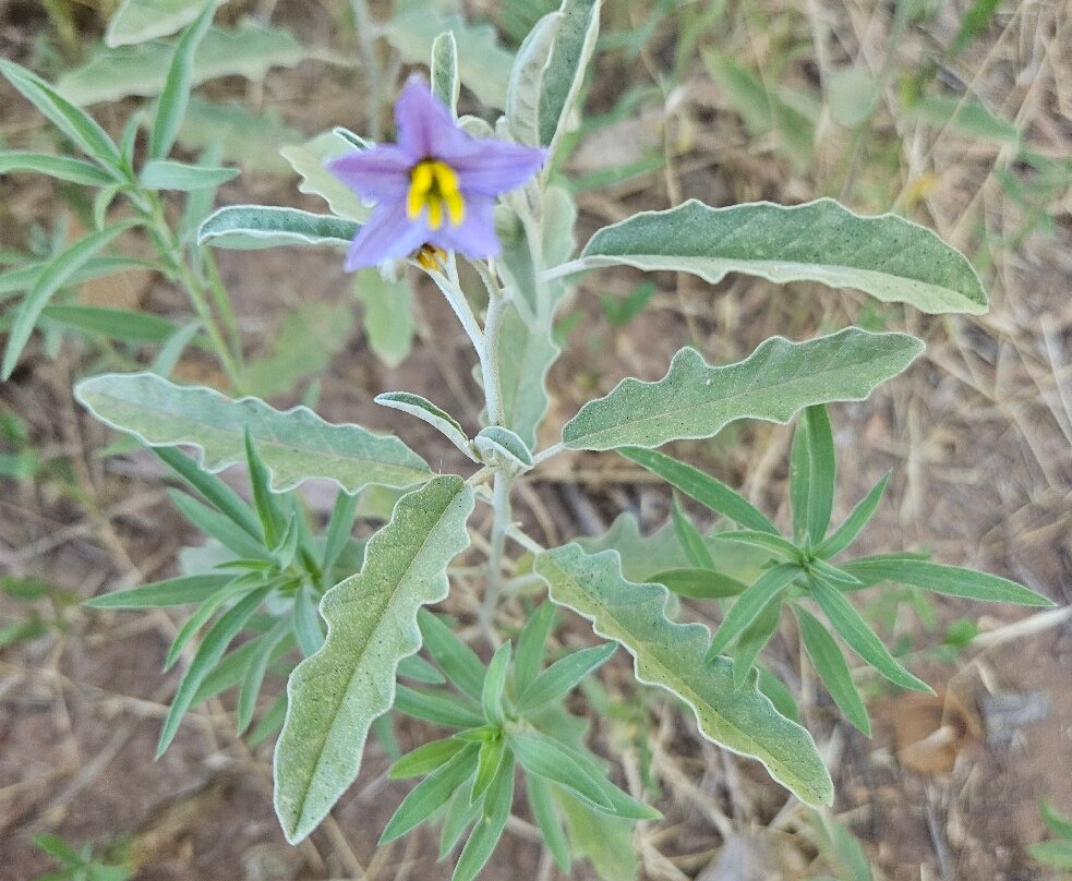 Old Town Jail Trail-Cottonwood必去景点