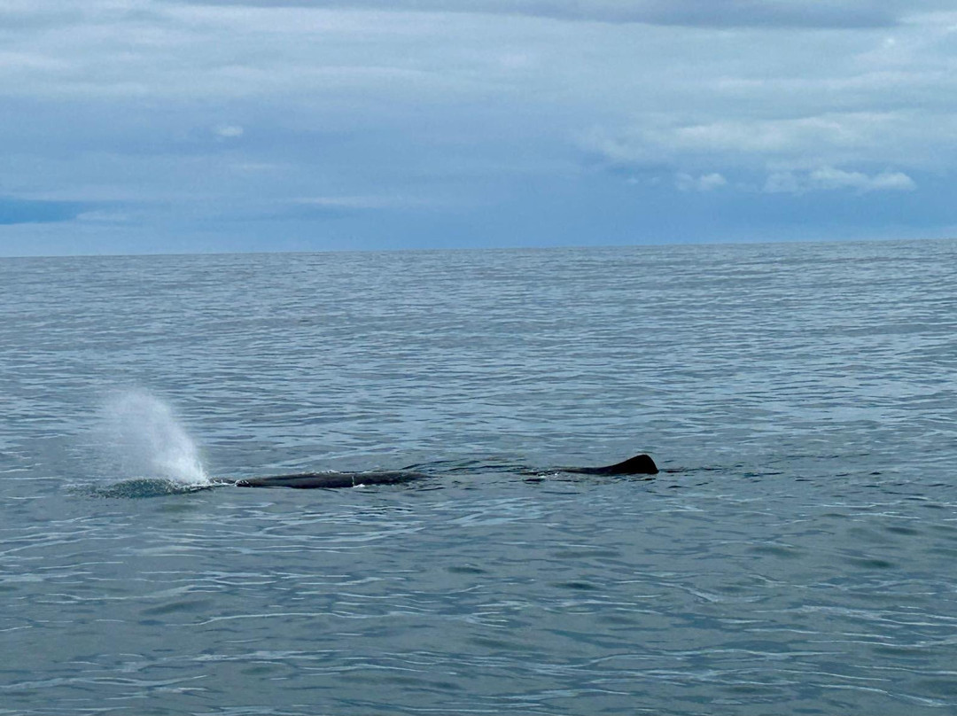 Arctic Whale Tours-Sto必去景点