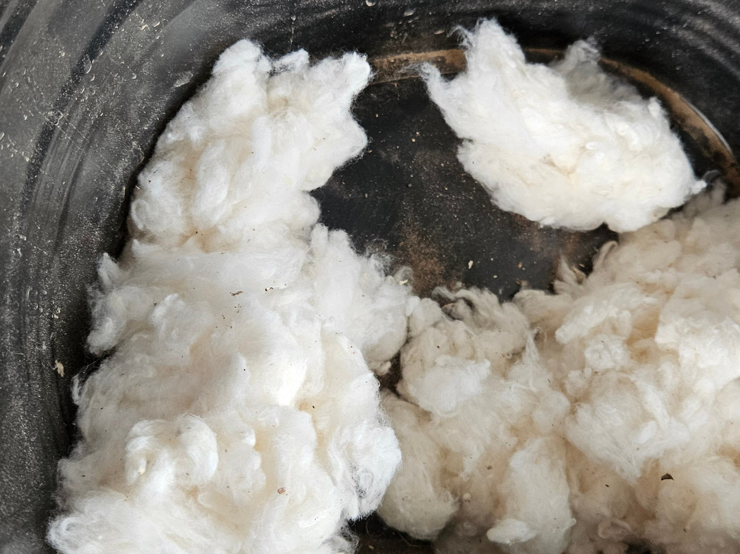 Goondiwindi Cotton-Goondiwindi必去景点