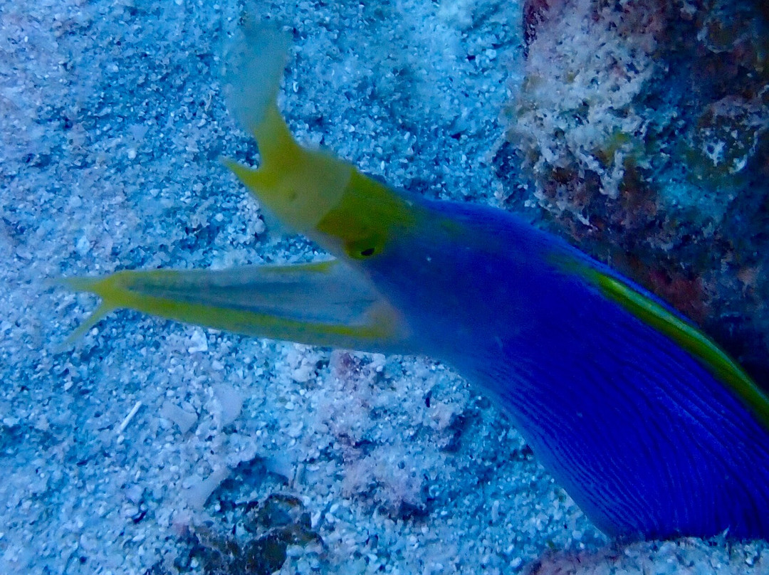 Crystal Diving Centre-贝尔马尔必去景点
