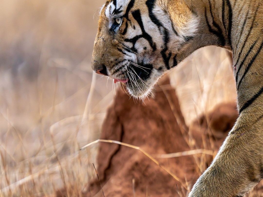 Eriline Resorts主图