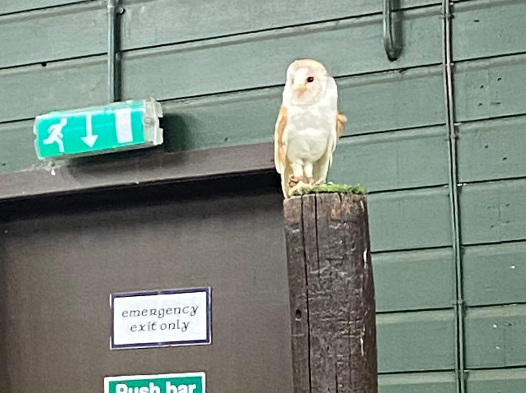 Scottish Owl Centre-Whitburn必去景点