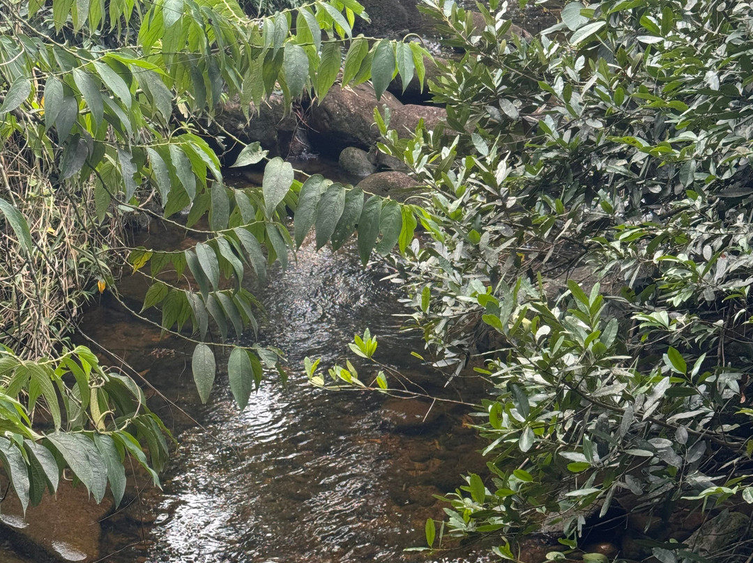 Reserva Extrativista Do Mandira-卡纳内亚必去景点