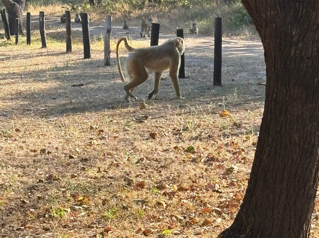 Kuti Wildlife Reserve-沙利马必去景点