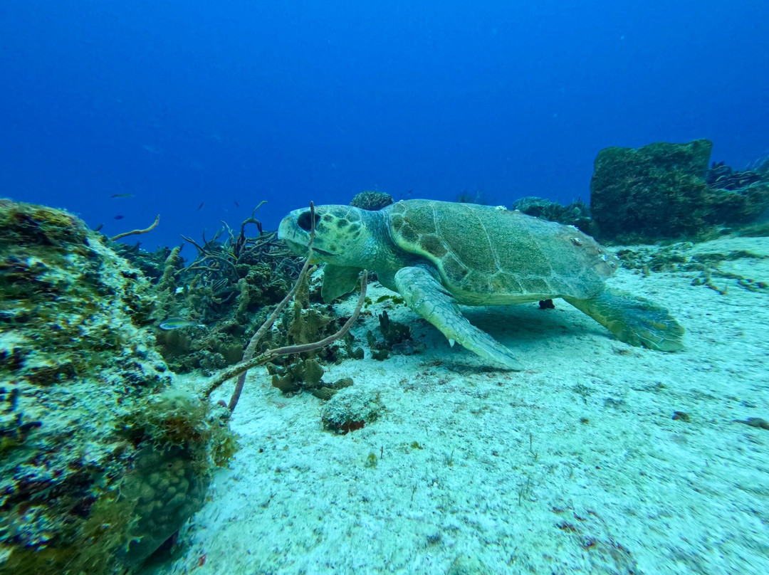 Dive With M.E. Cozumel-San Miguel de Cozumel必去景点