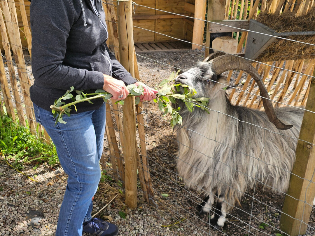 Old Irish Goat Centre-Mulranny必去景点