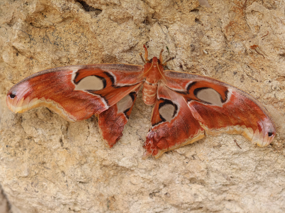 Butterfly World & Farm Park-Wanborough必去景点