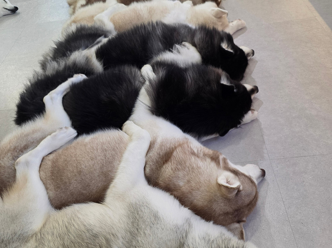 The Huskitory-马六甲必去景点