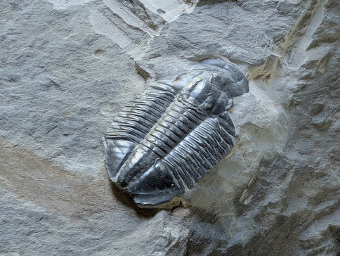 U-Dig Fossils-犹他州必去景点