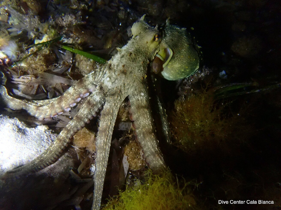 Dive Center Cala Blanca-卡拉布兰卡必去景点