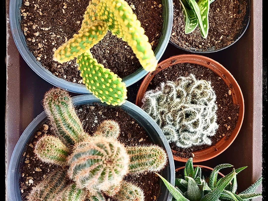 B&b Al Chiaro Di Luna主图