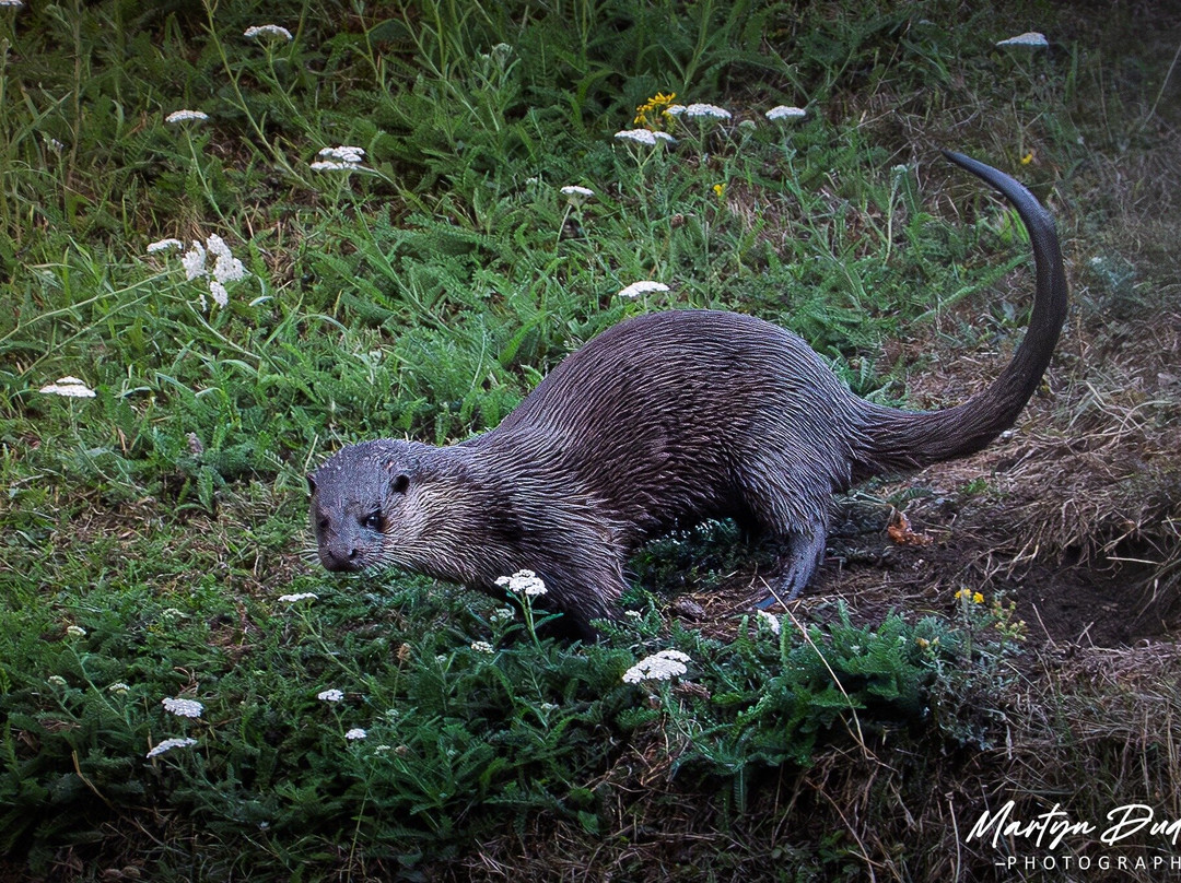 GG Wildlife Experiences Ltd-Goring-on Thames必去景点