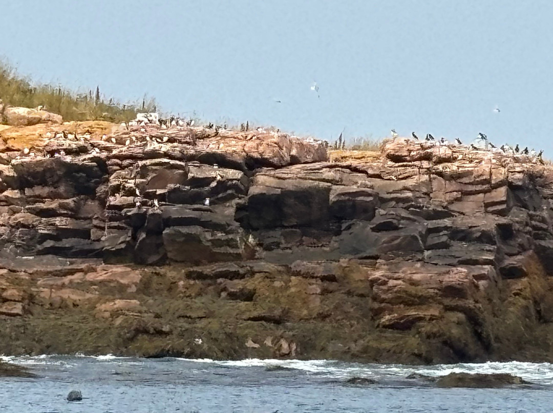 Acadia Puffin Cruise-Steuben必去景点