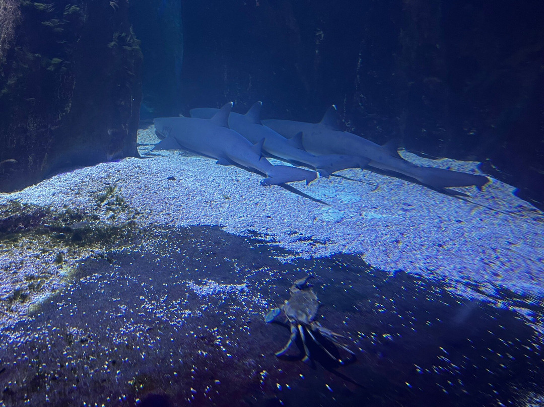 Tropicarium Park-Lido di Jesolo必去景点
