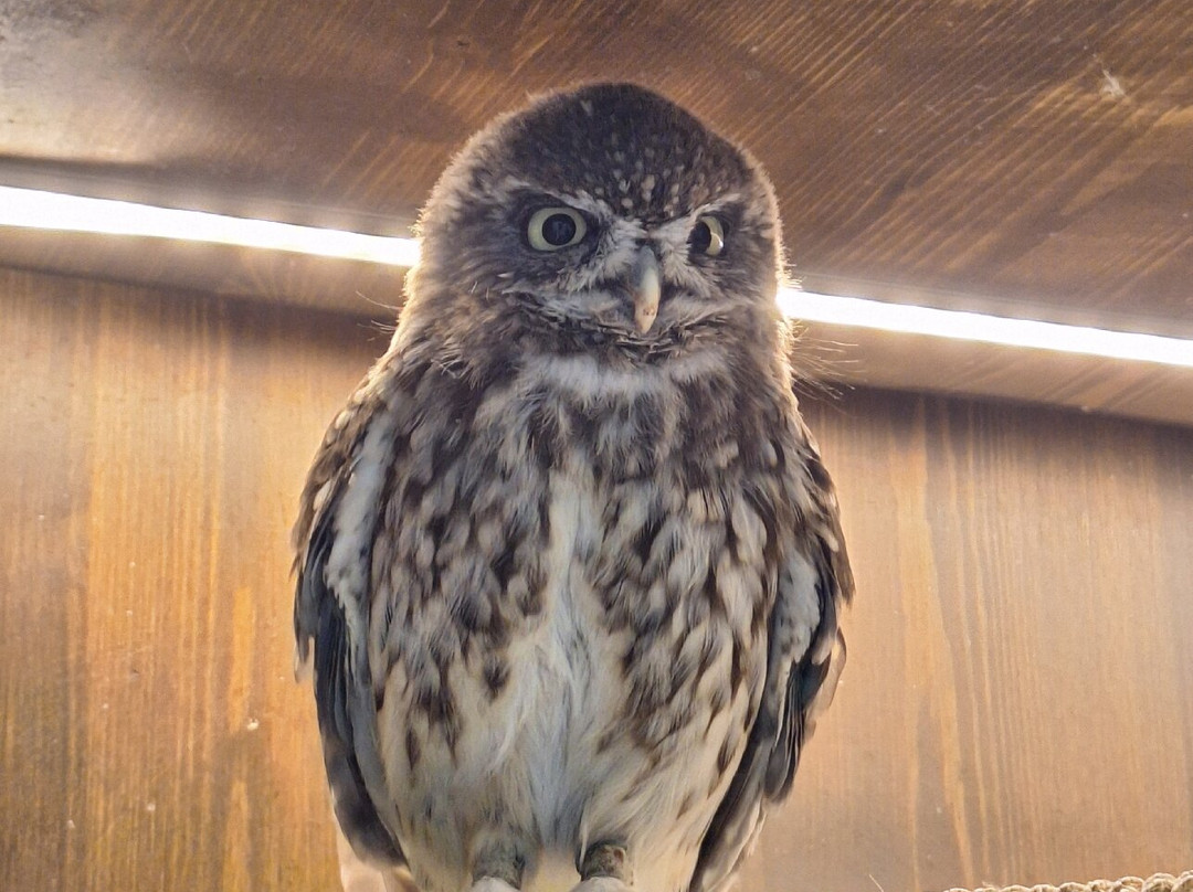 Soviny Dom  Anticafe-莫斯科必去景点