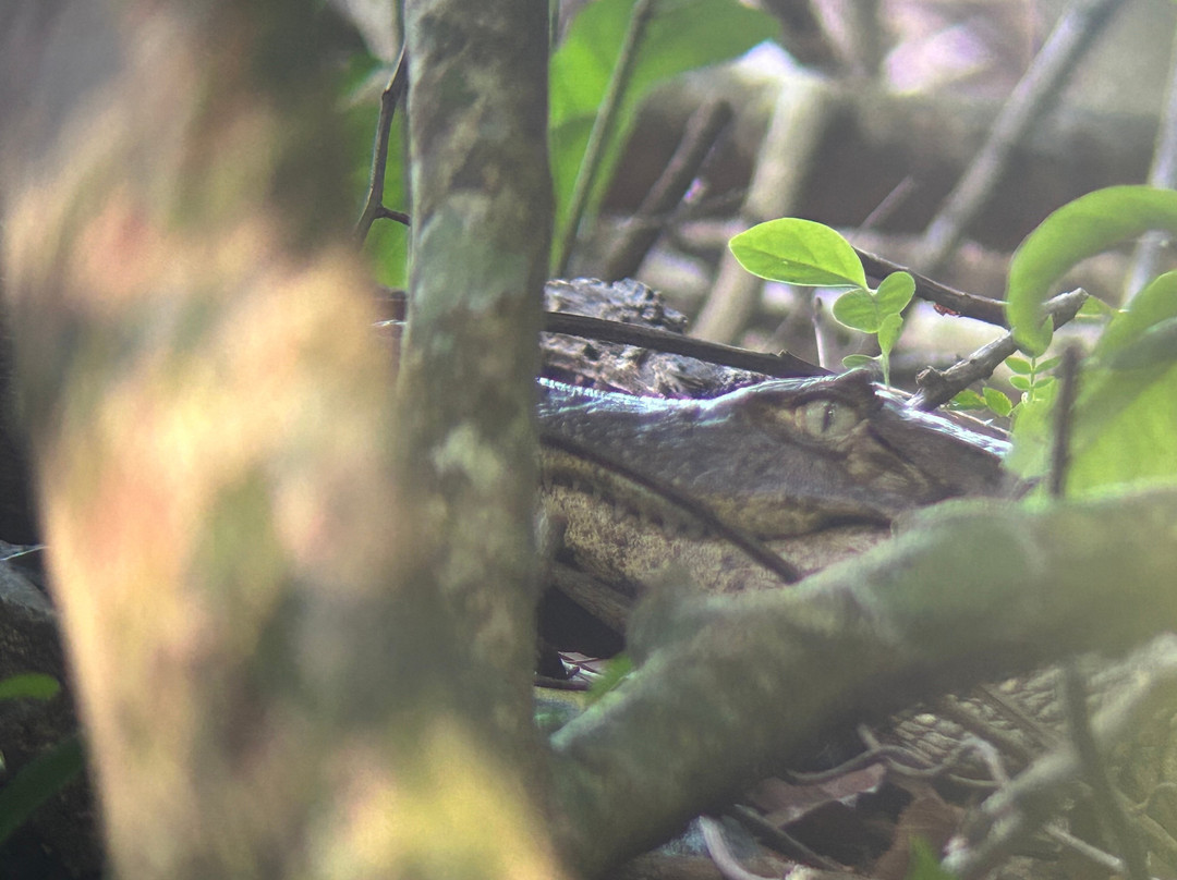 Corcovado National Park-Carate必去景点