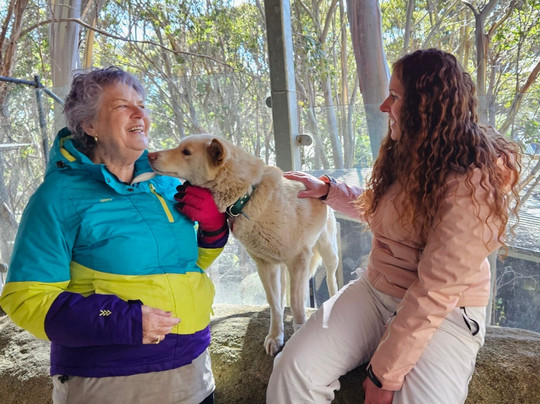 Howling Husky Sled Dog Tours-Mount Baw Baw必去景点