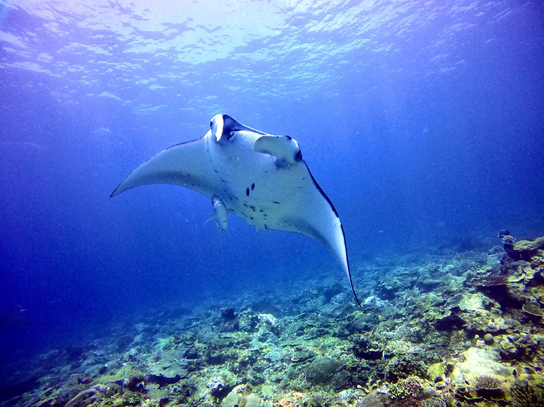 Dive Base Coiba - Day Adventures-Pixvae必去景点