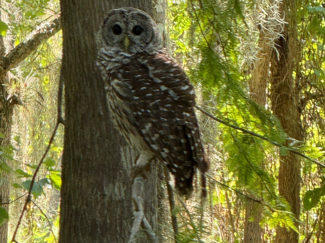 St. John's River Eco Tours, LLC-DeBary必去景点