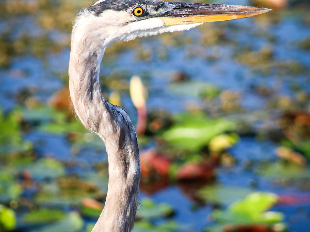 Lake Apopka Wildlife Drive-Apopka必去景点