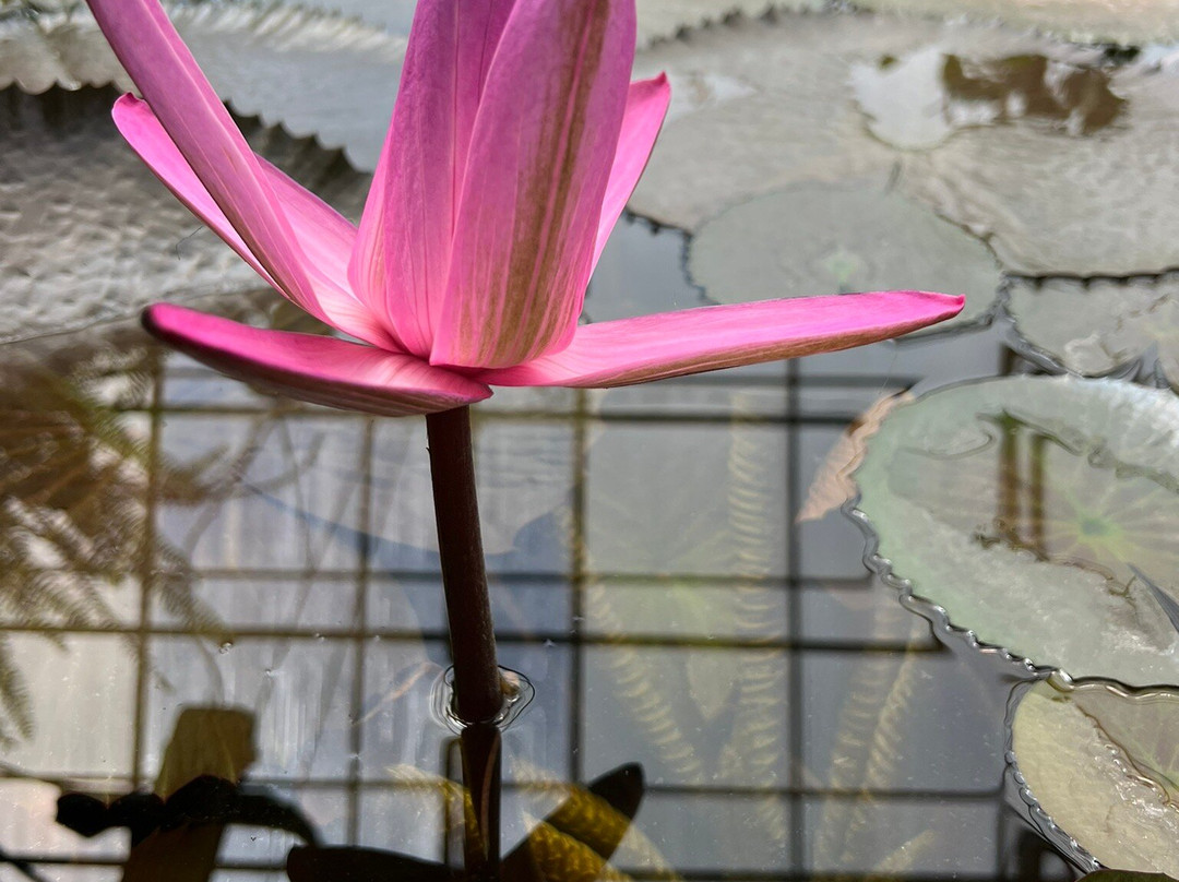 Stavropol Botanical Garden-Stavropol必去景点