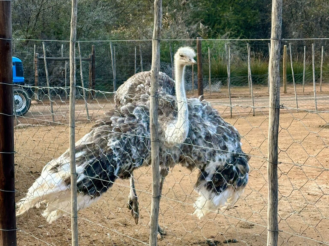 Safari Ostrich Farm-奥兹洪必去景点