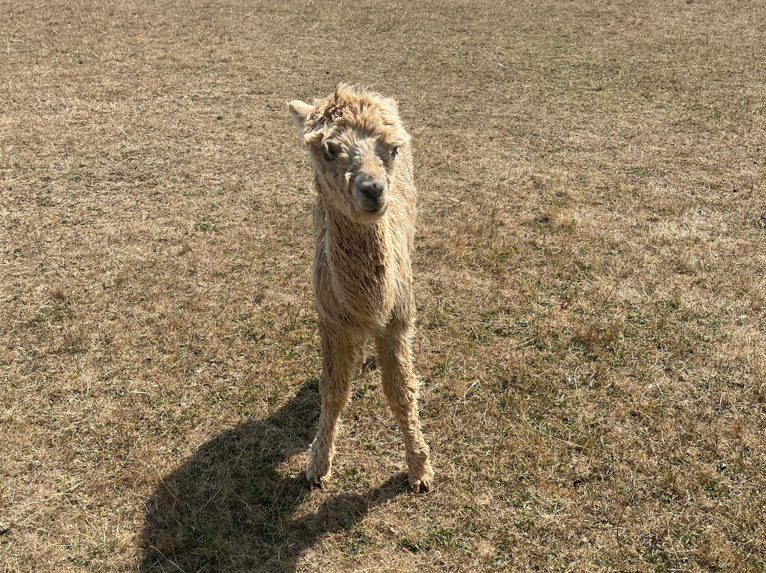 Lane House Alpaca Farm-切本哈姆必去景点