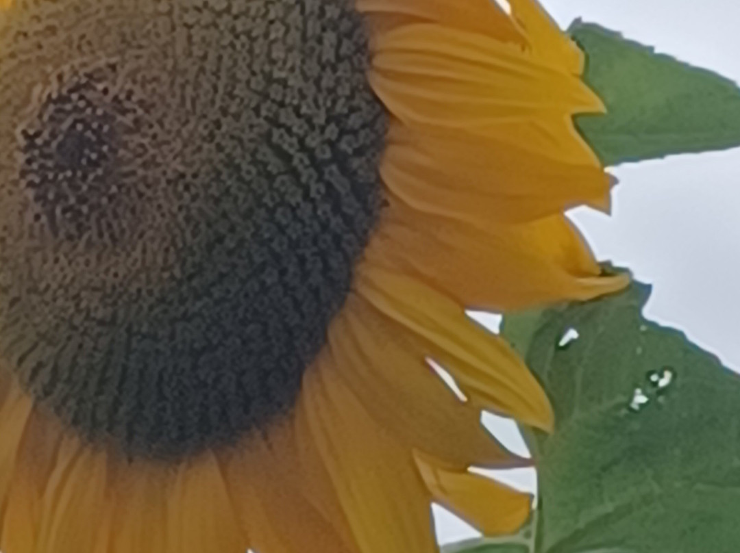 Ty Poeth Farm & Shop-Pontypool必去景点