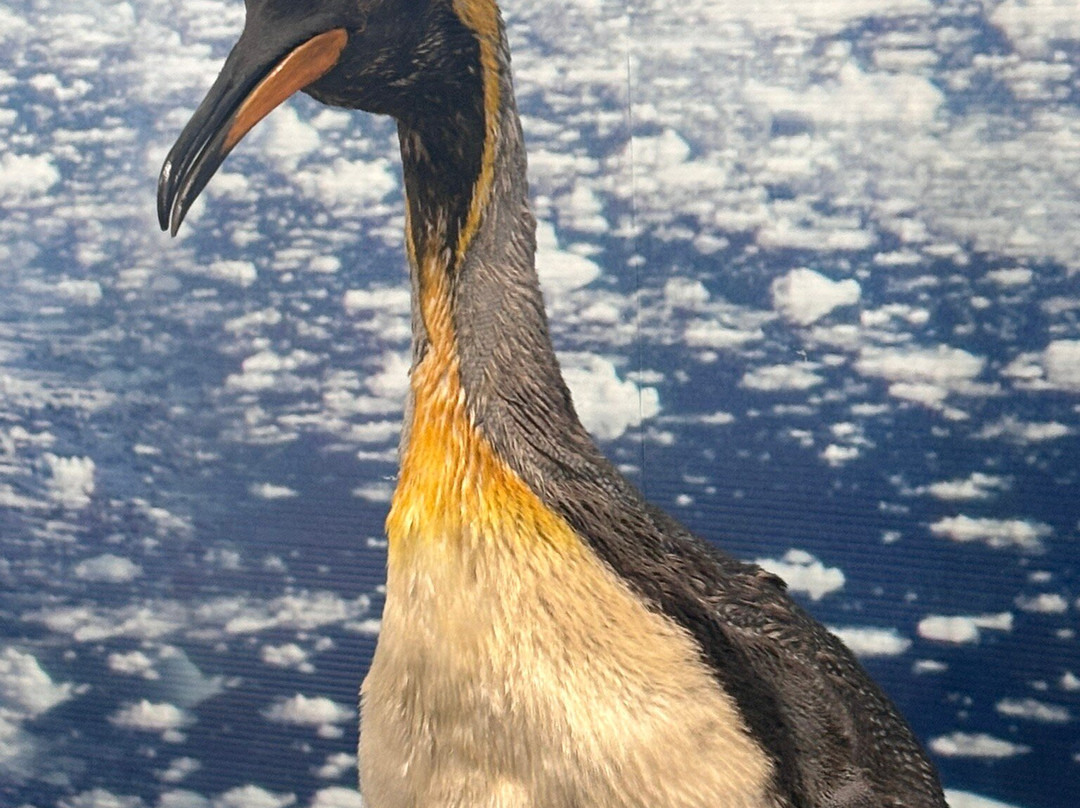 Museo Salesiano / Magiorinno Borgatello-蓬塔阿雷纳斯必去景点