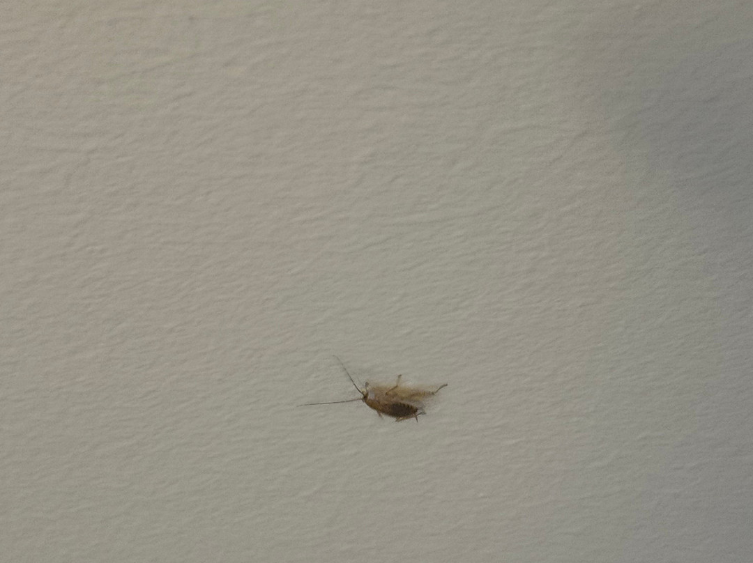 Logis Hôtel Au Chêne Vert主图