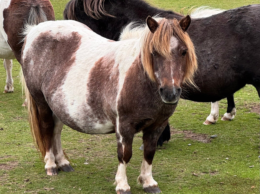 Ramnaberg Shetland Pony Stud Farm-Hamnavoe必去景点