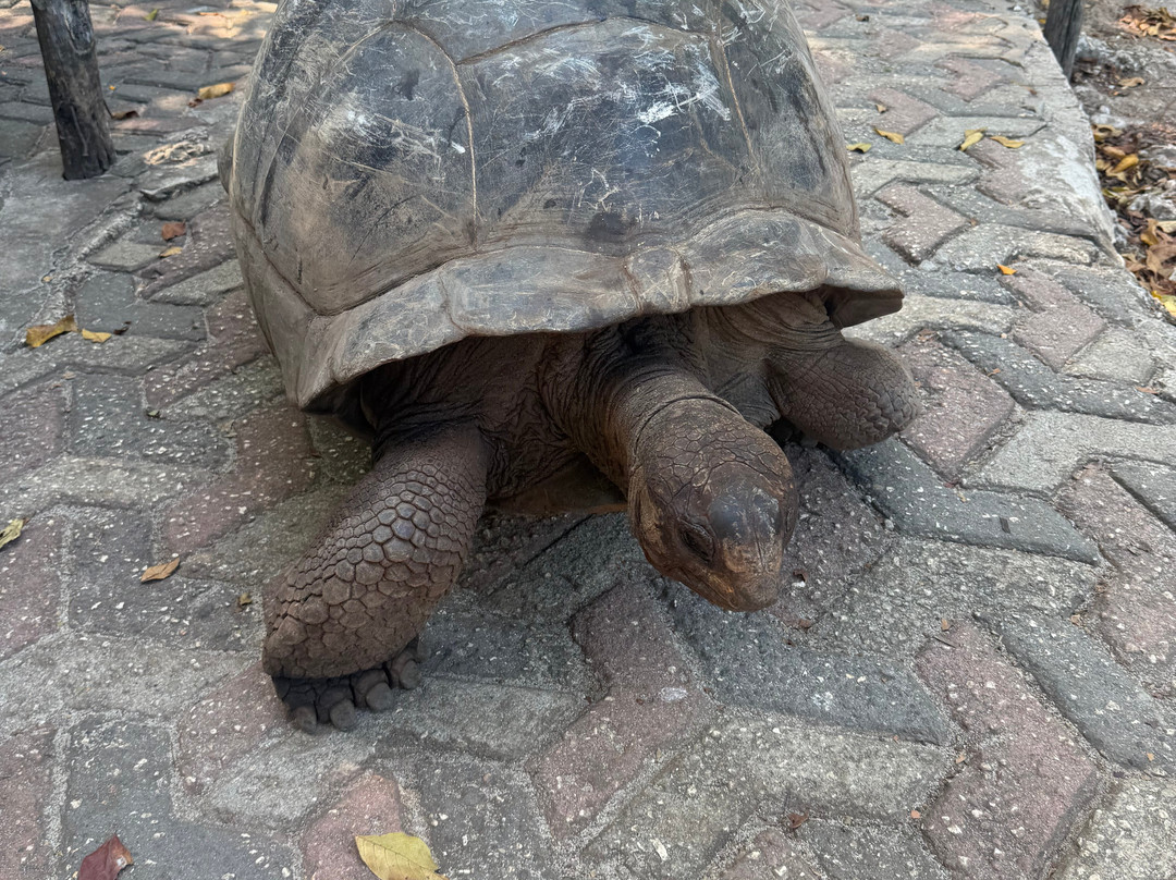 Suley Taxi Driver Zanzibar and Tours-孥归必去景点
